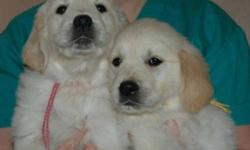 Quality AKC Registered golden retriever puppies.Parents are here and are both a lighter shade of golden.They are AKC Registered and OFA Hip certified and in super good health.Neither has had and previous history of hip.heart,or eye problems.
Our puppies