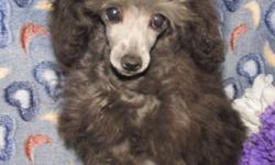 One silver male and one silver female tiny poodles both AKC Registered with 25 champions in pedigree. Can be CKC Registered.
Male Silver Tiny Toy Poodle.  Will grow to around 6 lbs $1000 last 3 pictures.
Female Silver Tiny Teacup Poodle.  Will grow to
