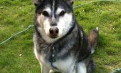 Joey is a sweet 7 1/2 year old male Alaskan Malamute who is looking for the right person to finally offer him a permanent loving home. Joey's background is unknown but after spending over a year in a shelter up north he was transferred to H.E.A.R.T. with