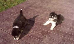 2 Male Pure Breed Alaskan Malamute puppies for sale. Ready to go to their new homes anytime after Oct 13th. Both mother and father on site. These puppies were raised in our home with other animals and children. They will be very large dogs and will make a