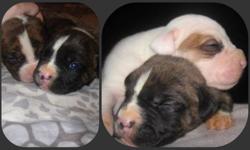 Our pride and joy *Star* had her first litter on Nov 9th 2011 a huge litter of 12 puppies.  7 males and 5 females.  These puppies are very smart and energetic and growing like you wouldnt believe. 
 
Every puppy we sell is required to go to a permanent