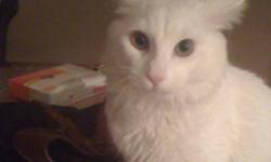 Beautiful playful all white male kitten doesn't have his shots and is not neutered! He's amazing with kids I just don't have the energy for him
This ad was posted with the Kijiji Classifieds app.
