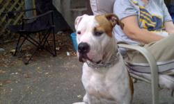 We have an 11 month old Pure breed American Bulldog. he is 14 months old. He is not nuetered and mfairly well mannerd.. It is breaking my heart to part with him! He has been raised with kids and my 12 year old american staff.. unfortunately they are