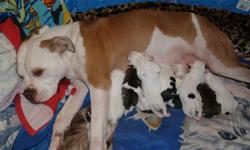 I have males and females available January 17th 2012!
They will all be spayed/neutered, micro chipped, have 1st shot, been dewormed several times, registered and health guaranteed for 2 full years. Each puppy also comes with a blanket, toy, health record