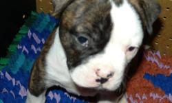 Pure bred Registered American Bulldog Pups
raised in my house with my family, well socialized with children of all ages, and other dogs, spoiled and well loved!
mostly house trained, vet checked, shots, de wormed, puppy registration papers, health