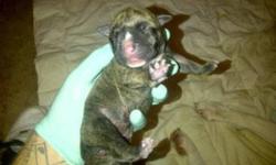 Hey everyone i have a female amercian bulldog for sale, she was born 21st. i had the mom at the vet because i thought there was more then one. turns out theres only this one beautiful female. She is brindle in color the mom is a johnson bloodline pure