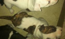 We have 5 American Bulldogs for sale.
This ad was posted with the Kijiji Classifieds app.
