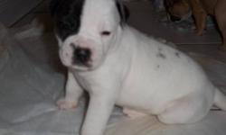 I have pure american bulldog puppies.They will be ready to leave the week of NOV 12th,after they get there 1st needle n dewarmed.There are 3 females and 5 males.Both parents are mine here on site.    
 
    white with black spot-female
    light brown