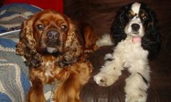 3 wonderful healthy babies
Black and tan
2 sable
Mom is a tri- colored American cocker spaniel that was imported from the USA
Dad is a wonderful male American cocker spaniel he is a sable in color
Both are breed with GREAT temperaments
puppies will be