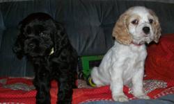 Cocker spaniel puppies ready to go.
     Both sire & dam on site.
     Wonderful temperaments. Great pets.
     All males.
 
     Have first shot & deworming.
 
     Call 306-934-3940 Saskatoon for more info.