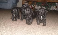 Beautiful American Cocker Spaniel Puppies.
These pups have wonderful temperaments and will make great family pets as house dogs or even as outdoors dogs on the farm.
For more information or to choose your puppy call
Waldemar @ 204-823-0372