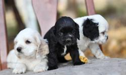 Beautiful American Cocker Spaniel Puppies - black, blonde, black & tan, and black & white parti colors. Just Recently Born.  Will come with a vet check, dew claws removed, 1st shots, de-worming etc.  Dogs are family raised.  Can arrange for delivery to