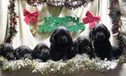 Ready December 12th, 2011....These adorable loving cocker spaniels would make the perfect choice for any family for xmas.They will have their first vaccinations and 2 dewormings, tails docked and a 1 year health gaurantee. price includes delivery anywhere