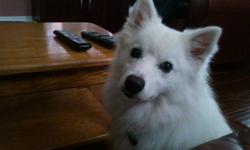 Riki is our lovable 11-month-old American Eskimo Spitz.
He's house-trained and trained to sleep in his crate overnight.
All of his shots are up to date.
For any breeders interested, he has not been neutered.
Comes with crate, toys, and other accessories.