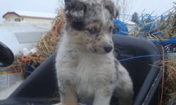 We have a variety of puppies for sale one mom is Australian Shepherd the other Australian Cattle dog dad is Border collie heeler cross. We have a number of pupppies for sale ranging in color from Merels to brownd to blacks tries and black and whites