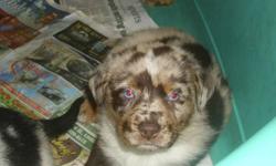 Australian Shepherd Rottie X puppies.
One Rottie colored, 2 Red Merle and one Blue Merle.