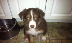 I have 5 pups in need of a new home. The parents are pure breed australian shepherds. They are great with kids . The pups are well socialize. I have 3 females and two males they are all red tri in colour
This ad was posted with the Kijiji Classifieds app.