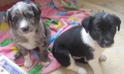 ONLY 1 LITTLE BOY LEFT!
Ready to go home anytime.
Grey merle ( male) $ 350 each
dew claws & tail docking have been done.
Father is 14 inches tall at shoulder, mother is 16 inches at shoulder.
Both are short haired as are the puppies.
First shots / vet