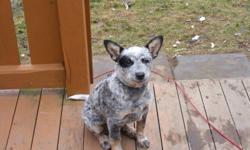 I am going to be breeding my Australian cattle dogs (Blue Heeler). These dogs are a good breed for herding cattle or sheep. Easy to train with a little work because it is bred into the breed. These are the only two that I know of in Nova Scotia. There are