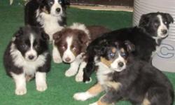 Aussie puppies available, farm raised, tails docked, vaccinated and dewormed.  The should be the size of a Border Collie, our female is about 25 pounds, but tall.  Only 1 male and 4 females left! They are loyal companions and will make an excellent