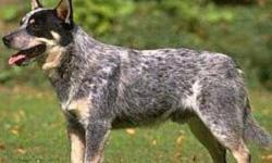 I am looking for an Australian Cattle dog puppy. I want a blue heeler, and preferably a girl, but am open to boys too. If you know of someone who breeds this breed or are the breeder, please contact me with info and price. And we will chat more.
Thanks