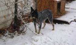 I have a 1.5 year old pure bred Australian Cattle Dog ( Blue Heeler ) hes a great family dog that is very friendly with kids loves to run and play fully house trained and is fine outside he has very nice coloring and would make a great pet or working