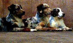 I have three red merle Australian Shepherd puppies for sale. All are boys and still have their natural tails as tail docking is banned on PEI. They are excellent dogs and stay loyal to their owner. They are an active breed and require daily exercise. Good