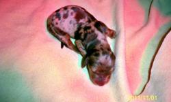 We have 4 beautiful mini-dachshund babies born 31 Oct.  There are 2 chocolate dapples - 1 male & 1 female & 2 chocolate/tan - 1 male & 1 female. Mom is an AKC registered choc. dapple & Dad is an AKC registered choc./cream. Both are my beloved pets & both