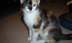 Breed: Calico Domestic Short Hair
 
Age: Baby
 
Sex: F
 
Size: M
Dixie, Dora, Darla, Ditto and Dotz were recently brought into care with their mom, Delilah. They were born approximately October 1. They are all very stunning and have great personalities.