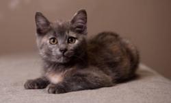 Breed: Dilute Tortoiseshell
 
Age: Baby
 
Sex: F
 
Size: S
Enli is such a little cutie pie:)
So cuddly and affectionate, she purrrs so hard she vibrates!
She loves to play with other cats and is quite outgoing. She's a kitty that can definitely adapt to