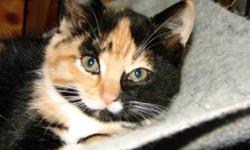 Breed: Domestic Medium Hair Calico
 
Age: Baby
 
Sex: F
 
Size: M
Lily & her sister Rosie, born in August, were abandoned by the road and rescued so they wouldn't get run over.
They're healthy, friendly, affectionate, inquisitive, playful, & love to