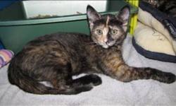 Breed: Domestic Short Hair
 
Age: Baby
 
Sex: F
 
Size: M
Primary Color: Tortoiseshell
Age: 0yrs 2mths 0wks
 
View this pet on Petfinder.com
Contact: Trail Regional Branch BC SPCA | Trail, BC
