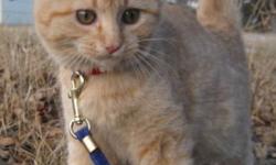Breed: Domestic Short Hair - buff
 
Age: Baby
 
Sex: F
 
Size: M
Ginger was found behind Royal Bank Towers caught in transformer. She is cuddly and loves to play. Ginger would do great in a home with kids or animals, or even just a big comfy chair to curl
