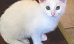 Breed: Domestic Short Hair-white
 
Age: Baby
 
Sex: F
 
Size: S
Sadie was born on August 2, 2011. She is a very sweet little brat. Sadie was
always the first in her litter to try new things, first to figure out how to
play with the cat toys, climb up the
