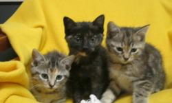 Breed: Tabby - Brown Tortoiseshell
 
Age: Baby
 
Sex: F
 
Size: M
We were found under a deck after our mommy died and someone brought us to the shelter. We are little right now and really cute but will be a handful to look after. We will need a home that