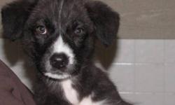 Breed: Border Collie Labrador Retriever
 
Age: Baby
 
Sex: F
 
Size: M
Our puppies are only placed in homes where people are with them during the day. They have had a harsh beginning in life and can never feel abandoned again. Our home page is