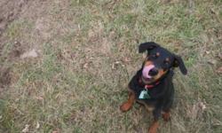 Breed: Doberman Pinscher
 
Age: Baby
 
Sex: F
 
Size: L
Nov. 7th - Priscilla is a sweet young pup who needs her own home. Link to more pics is way down below..... please scroll down
 
 
Priscilla is a beautiful little pup. She is 5-1/2 months old and