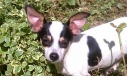 Breed: Rat Terrier
 
Age: Baby
 
Sex: F
 
Size: S
Becky is a 5 month old rat Terrier Mix who is ready for her forever home.
She is well socialized with dogs, cats and kids.
Up to date on shots, mico chipped and de wormed.
Spay contract is required.