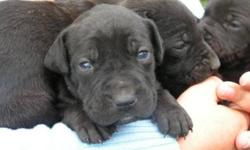 Breed: Shar Pei Labrador Retriever
 
Age: Baby
 
Sex: F
 
Size: L
These lovely Sharpei/Lab mix puppies were born to Tammy, who is also posted on our site for adoption, on September 11, 2011. Too much trouble to have in the house, their world consisted of