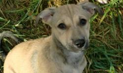 Breed: Whippet Retriever
 
Age: Baby
 
Sex: F
 
Size: M
ZOE a 12 week old female DESI puppy that arrived from New Delhi India November 25th on an AAIDD airlift with her brother Zeke. Zoe and Zeke were found in a market by a dog lover when they were