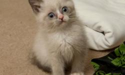 Breed: Birman Siamese
 
Age: Baby
 
Sex: M
 
Size: S
Stewie is the smallest of his litter. He is also the most human focused, and that says a lot as they are all exceptionally friendly babies.
Stewie was found half frozen to a driveway with 8 other