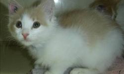 Breed: Domestic Medium Hair
 
Age: Baby
 
Sex: M
 
Size: M
Primary Color: White
Secondary Color: Orange
Age: 0yrs 2mths 2wks
Animal has been Neutered
 
View this pet on Petfinder.com
Contact: BC SPCA Cowichan & District Branch | Duncan, BC