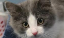 Breed: Domestic Medium Hair
 
Age: Baby
 
Sex: M
 
Size: S
Mew is son to Snuggles. He was abandoned with her and his siblings at the door. Mew is very curious and sweet. He loves to run and play. He loves all people and cats. His birthday is August 28,
