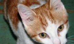 Breed: Domestic Short Hair - orange and white
 
Age: Baby
 
Sex: M
 
Size: L
This little man hitched a ride for 2 concessions in a truck engine or on the frame - on July 19th - he was under 3 months of age - we took him to the vet on July 24th. He has