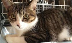 Breed: Domestic Short Hair Tabby - Brown
 
Age: Baby
 
Sex: M
 
Size: M
Neutered, Vaccinated, DOB April 1, 2011. Davey and his sister Sam started showing up in a Toronto backyard when they were four months old. When they were brought inside, their foster