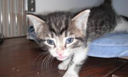 Breed: Tabby - black
 
Age: Baby
 
Sex: M
 
Size: S
Hi there. I was born here at the shelter with my siblings on Sept 2/2011. I am a very cute kitten who would just love to find a home of my own. Visit the shelter today!!
 
View this pet on Petfinder.com