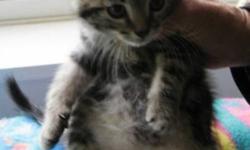Breed: Tabby - Grey
 
Age: Baby
 
Sex: M
 
Size: M
Andy was born about August 29th, 2011. He is one cute little monkey !! The adoption fee is $70.00. If you want to adopt two cats the fee is $100.00 for both. This adoption fee includes the cost of the 2