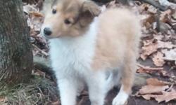 Breed: Collie
 
Age: Baby
 
Sex: M
 
Size: L
Andy is an adorable 8-week old boy who loves to bounce around and play. He's learning all about being a well-behaved doggie and is doing amazingly well with his housetraining. He is crate-trained and sleeps