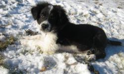 Breed: Border Collie
 
Age: Baby
 
Sex: M
 
Size: M
Little Dodger was found running around town. He is 3 months old and has a great personality. Come and meet Dodger today and let him win your heart.
 
View this pet on Petfinder.com
Contact: Battlefords