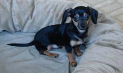 Breed: Dachshund Chihuahua
 
Age: Baby
 
Sex: M
 
Size: S
Peanut has been with us for about 3 months, along with his brother Gilbert. Peanut had a bad case of demodex and is completely healed, with a full coat!
Peanut needs a special home, one with no